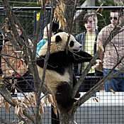 National Zoo visitors watch giant panda Tai ... 