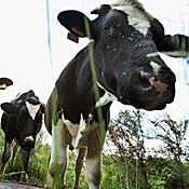 Cattle on a farm within a surveillance zone ... 