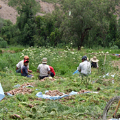 Farmers work on an agricultural project ... 