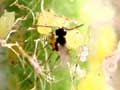 Asian wasp