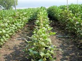Larger view