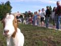 Goat with crowd