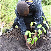 The planting of a new tree in Uganda. 