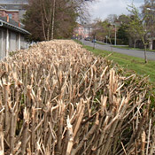 Dead hedge 