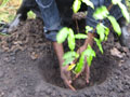 Billions of dollars are going into the green rush