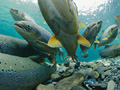 Salmon during mating season