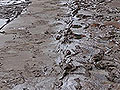 Still muddy.