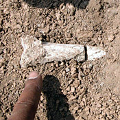 A scientist points at part of 12 hominid ... 