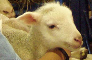 
                    A new baby lamb is welcomed by the crowd at the Miracle of Birth Center.
                                            (Annie Baxter)
                                        