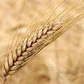Wheat 