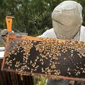 Bees and beekeeper 