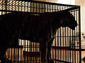 Caged tiger