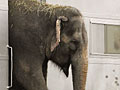 Circus in Chicago