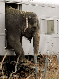 An elephant from the Ringling Bros. and Barnum & Bailey circus exits a train car in Chicago, as the circus prepares for a performance. Circus critics say the animals have inadequate space and ventilation as they travel across the country in trains.
