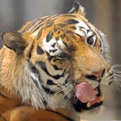 Siberian tiger 