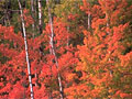 Fall colors