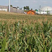 Cornfield used for bioenergy 