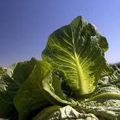 Lettuce grows 