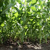 Corn stalks. 