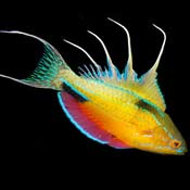 Paracheilinus fish 