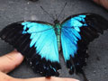 Ulysses butterfly