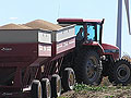 Hauling soybeans