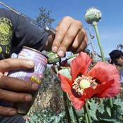 Mexican drug enforcer and poppy 