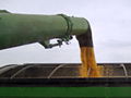 Corndump