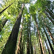 Trees 