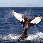 The tail of a humpback whale 