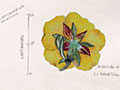 Botanical painting