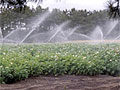 Potato field