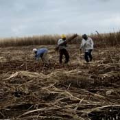 Sugar cane workers in Haiti 