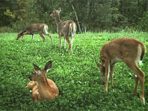 Larger view