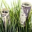 Dollar bills in a hedge