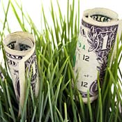Dollar bills in a hedge 