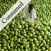 mangoes india 