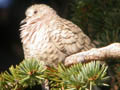 The first inca dove identified in Minnesota