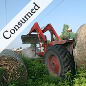 snyder corn stalks 