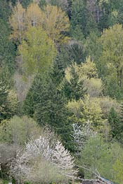 The Pacific Northwest is blessed with an abundance of farms, forests and fisheries, and the area near the northern Washington town of Bellingham is surrounded by woods and dotted with farms.