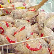 A batch of Tyson Foods chickens 