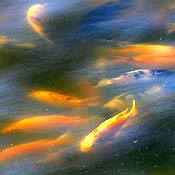Tilapia swimming in a saline water pond 