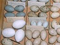 Egg collection
