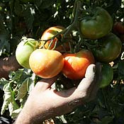 A tomato farmer picks the ripest fruit 