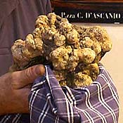 A giant white truffle found in Italy 