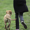 A dog and her owner.