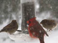 Birds feeding