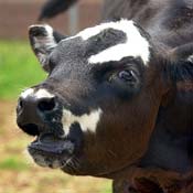 A cow in mid-moo 