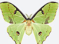 Larger view