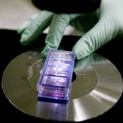Stem cell cultures under microscope 